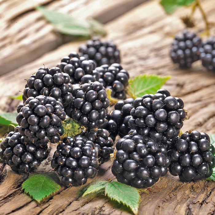 Blackberry, Chester Thornless Blackberry