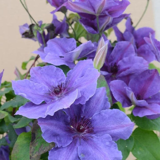 Clematis, Boulevard® Ravel™ Clematis