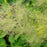 Smokebush, Winecraft Gold® Smokebush