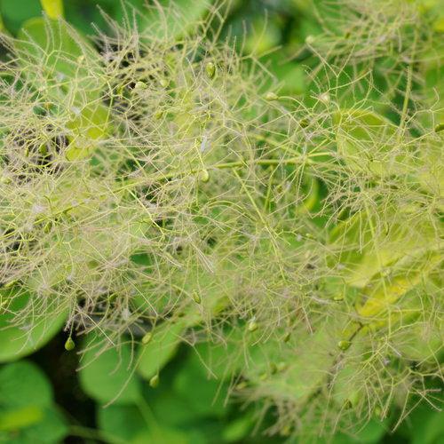 Smokebush, Winecraft Gold® Smokebush