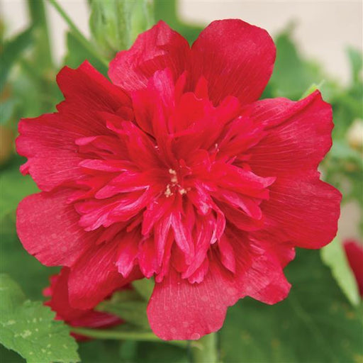 Hollyhock, Spring Celebrities™  Carmine Rose Hollyhock