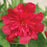 Hollyhock, Spring Celebrities™  Carmine Rose Hollyhock
