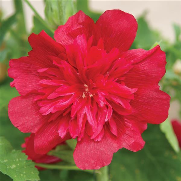 Hollyhock, Spring Celebrities™  Carmine Rose Hollyhock