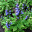 Cardinal Flower, Blue Cardinal Flower
