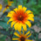 False Sunflower, Burning Hearts False Sunflower
