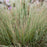 Grass, Coastal Bluestem