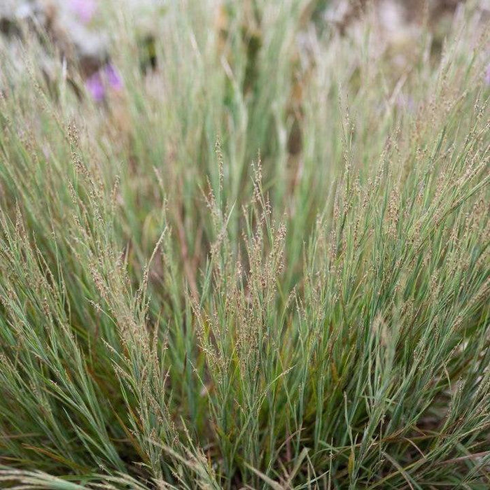 Grass, Coastal Bluestem