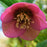 Hellebore, FrostKiss™ Dorothy's Dawn® Lenten Rose