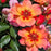 Rose, Flower Carpet® Peach Rose
