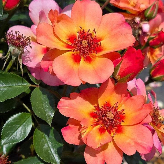Rose, Flower Carpet® Peach Rose