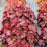Coral Bells, Northern Exposure™ Red Heuchera