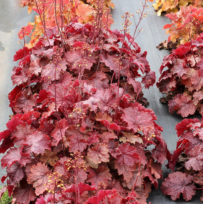 Coral Bells, Northern Exposure™ Red Heuchera