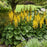 Leopard Plant, Bottle Rocket Ligularia