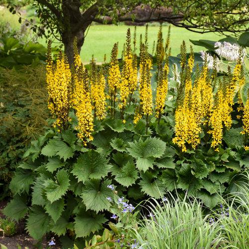 Leopard Plant, Bottle Rocket Ligularia
