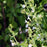 Catmint, White Cloud