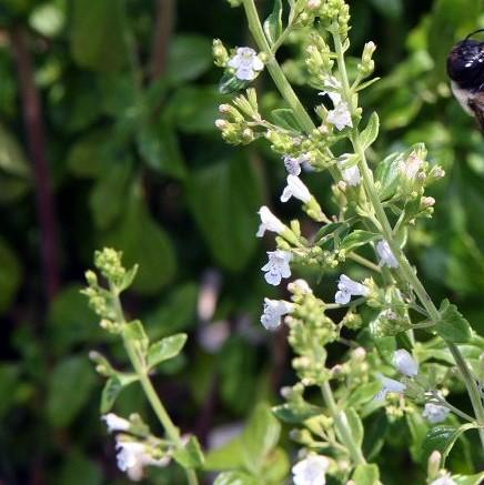 Catmint, White Cloud