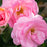 Rose, Knock Out® Peachy Rose