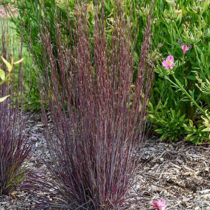 Grass, Cinnamon Sticks Little Bluestem