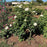 Rose, John F. Kennedy Hybrid Rose