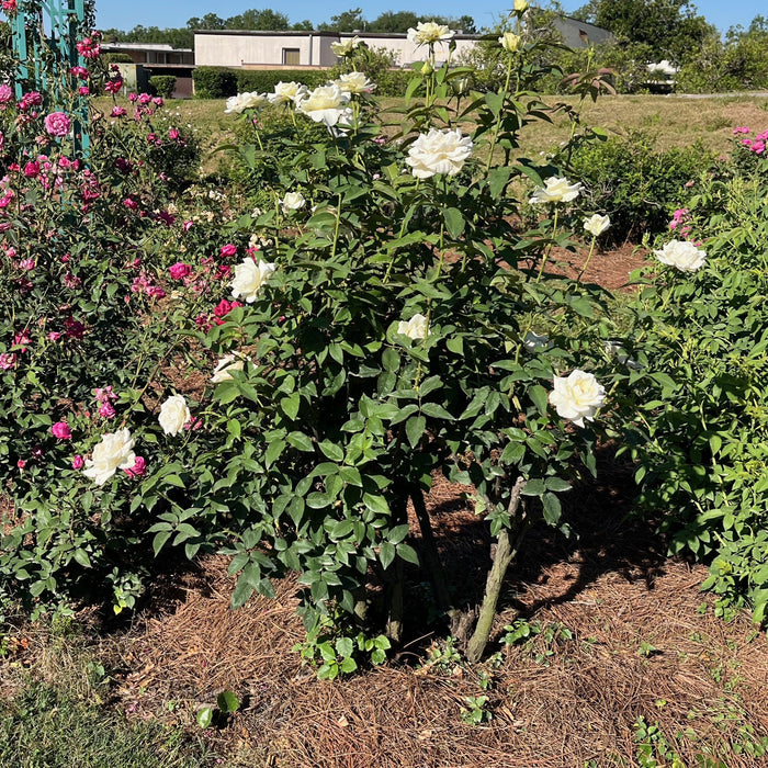 Rose, John F. Kennedy Hybrid Rose