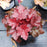 Coral Bells, Forever® Red Heuchera