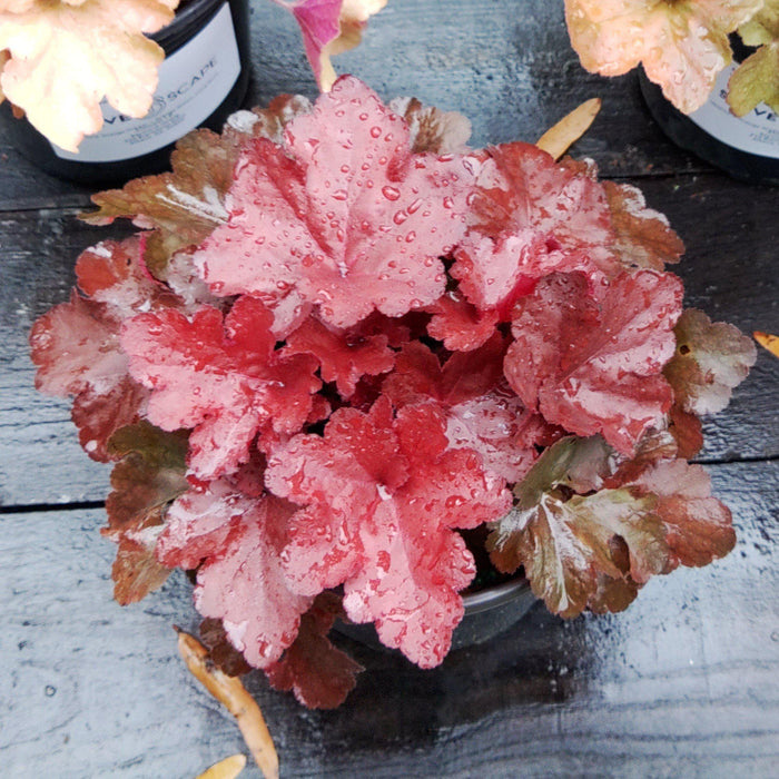 Coral Bells, Forever® Red Heuchera