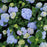 Hydrangea, Azure Skies™ Hydrangea