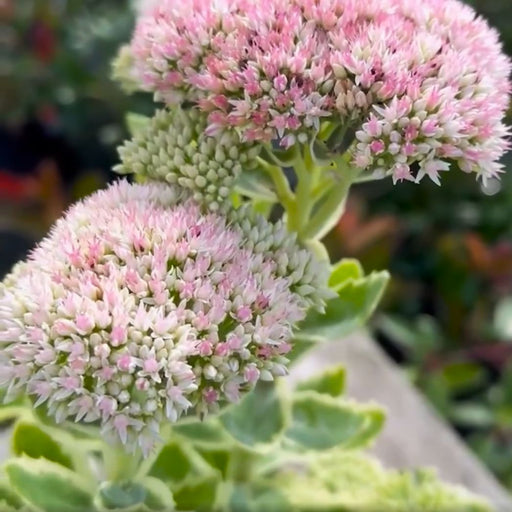 Sedum, Frosted Fire Stonecrop