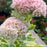 Sedum, Frosted Fire Stonecrop