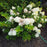 Hydrangea, First Editions® Strawberry Sundae® Paniculata Hydrangea