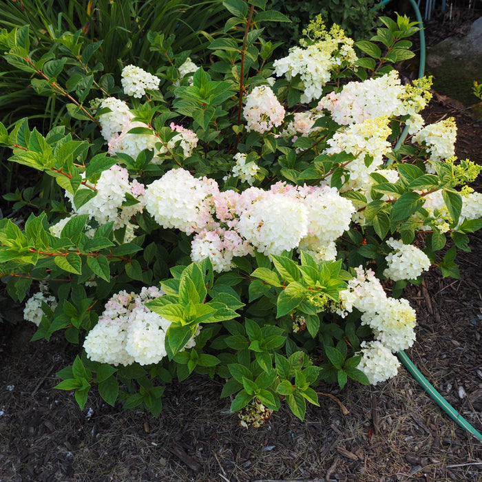 Hydrangea, First Editions® Strawberry Sundae® Paniculata Hydrangea