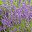 Lavender, Imperial Gem Lavender