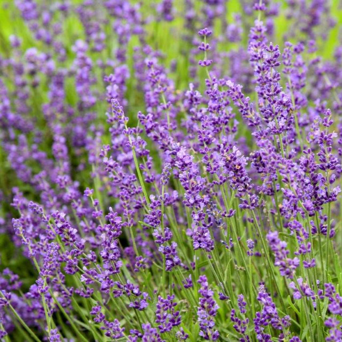 Lavender, Imperial Gem Lavender