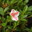 Azalea, Encore Autumn Starburst Azalea