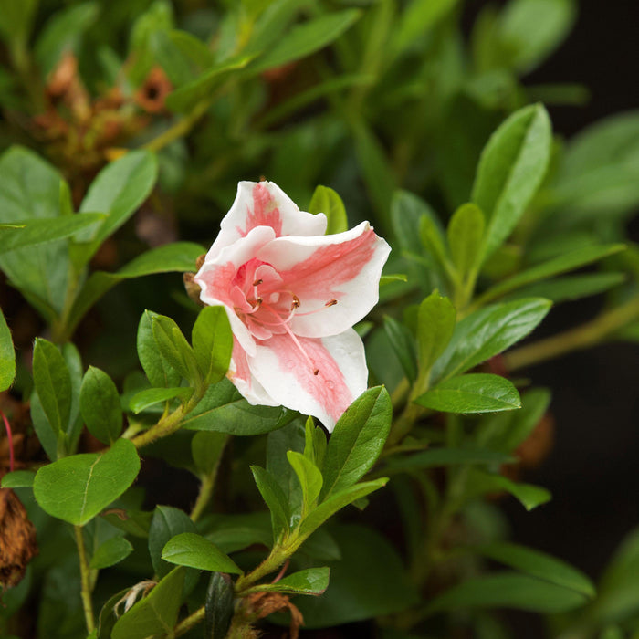 Azalea, Encore Autumn Starburst Azalea