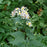 Aster, White Wood Aster