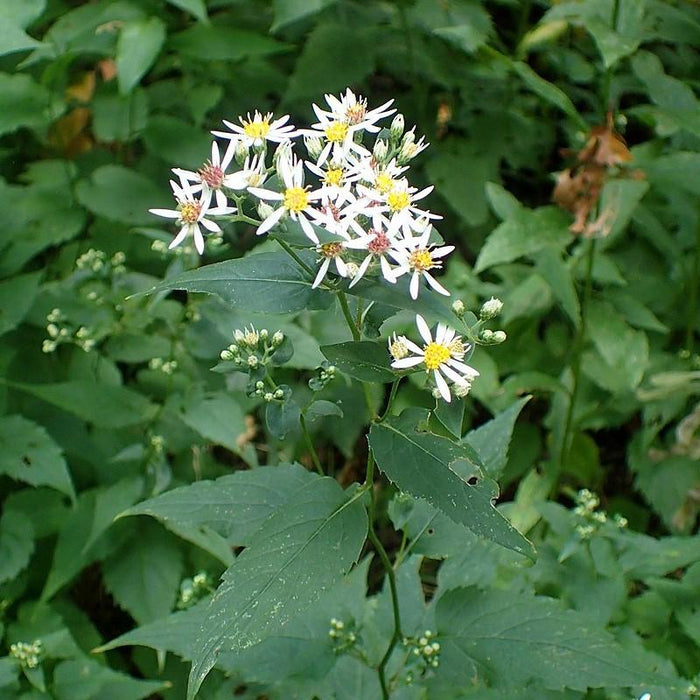 Aster, White Wood Aster