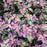 Leucothoe, Paisley Pup® Leucothoe