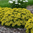 Sedum, PW® Rock 'N Round® Bright Idea Stonecrop