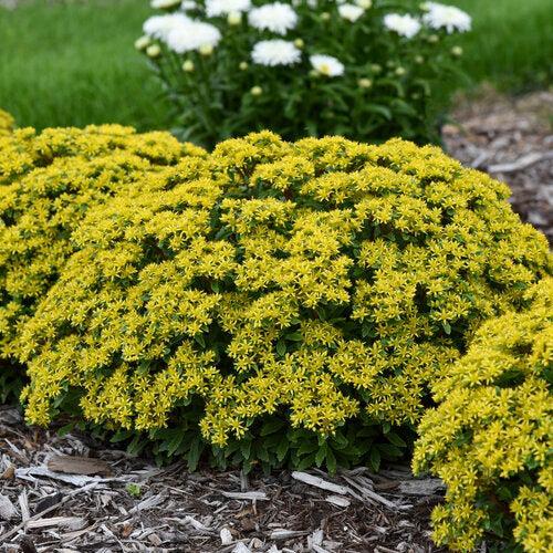 Sedum, PW® Rock 'N Round® Bright Idea Stonecrop