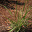 Grass, Purple Lovegrass