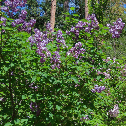 Lilac, Pocahontas Lilac
