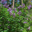Lilac, Pocahontas Lilac