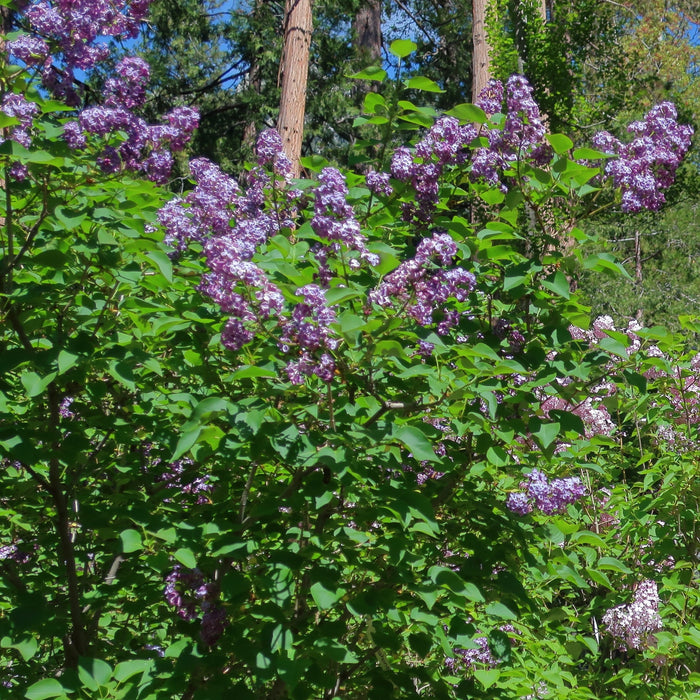 Lilac, Pocahontas Lilac
