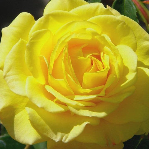 Rose, True Joy Rose