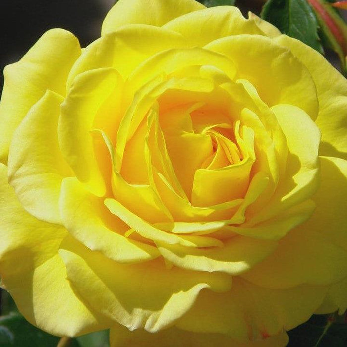 Rose, True Joy Rose
