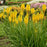 Torch Lily, PW® Pyromania® Solar Flare Red Hot Poker