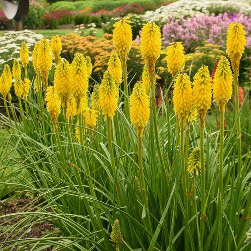 Torch Lily, PW® Pyromania® Solar Flare Red Hot Poker