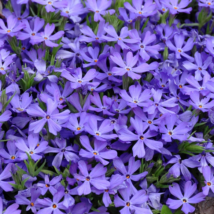 Phlox, Violet Pinwheels Phlox