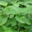 Hyssop, Anise Purple Hyssop